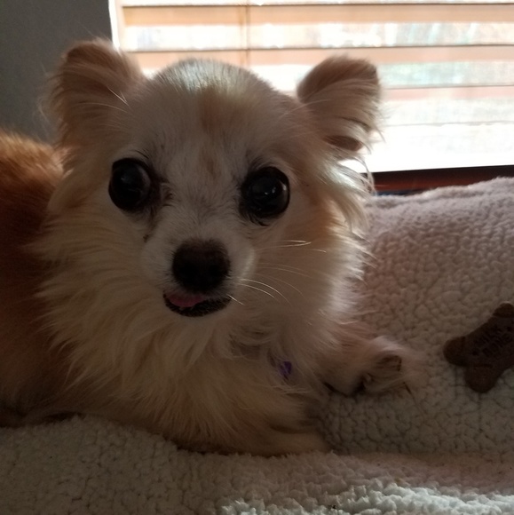 Ladies gray Puma brand running shoes size  7 - Picture 8 of 9